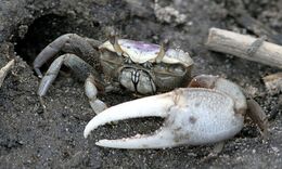 Fiddler Crabs page image