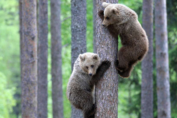 image grizzly bears climbing tree jpg creatures of the world