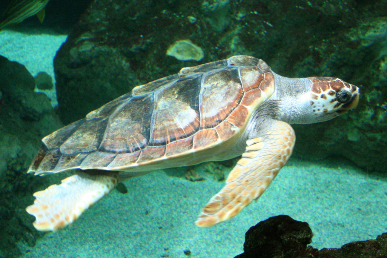 loggerhead-sea-turtle-creatures-of-the-world-wikia-fandom-powered-by-wikia