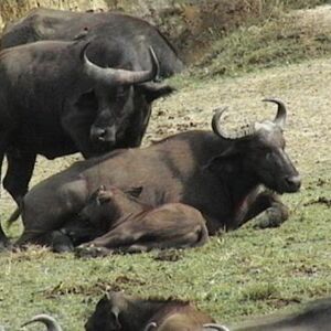 Cape Buffalo Creatures Of The World Wikia Fandom