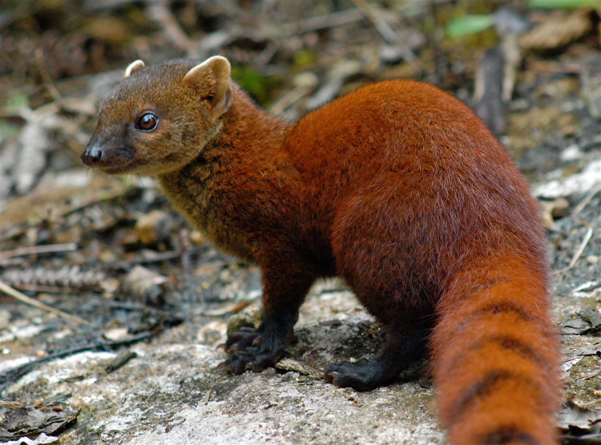 Ring-Tailed Mongoose | Creatures of the World Wikia | Fandom