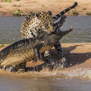 Jaguar Creatures Of The World Wikia Fandom