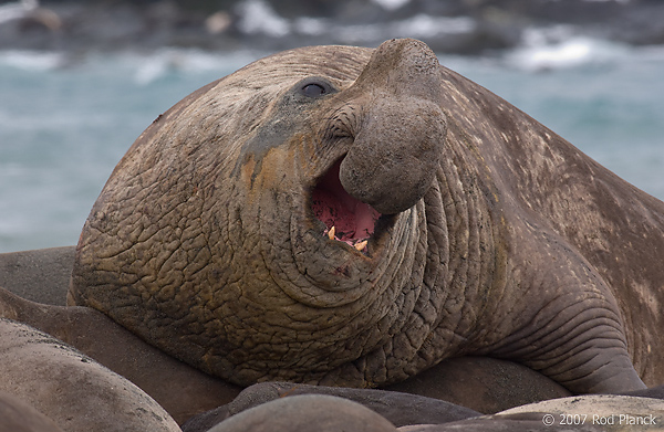 Elephant Seal | Creatures of the World Wikia | FANDOM powered by Wikia