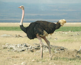 Ostrich