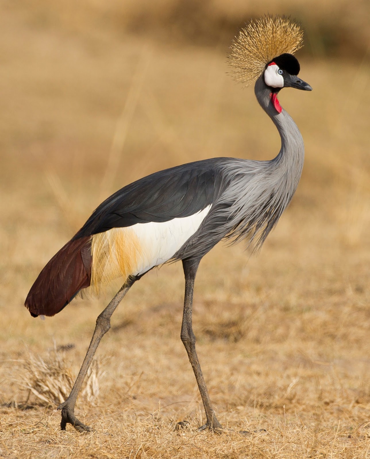 grey crowned crane creatures