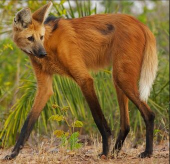 Image result for maned wolf height