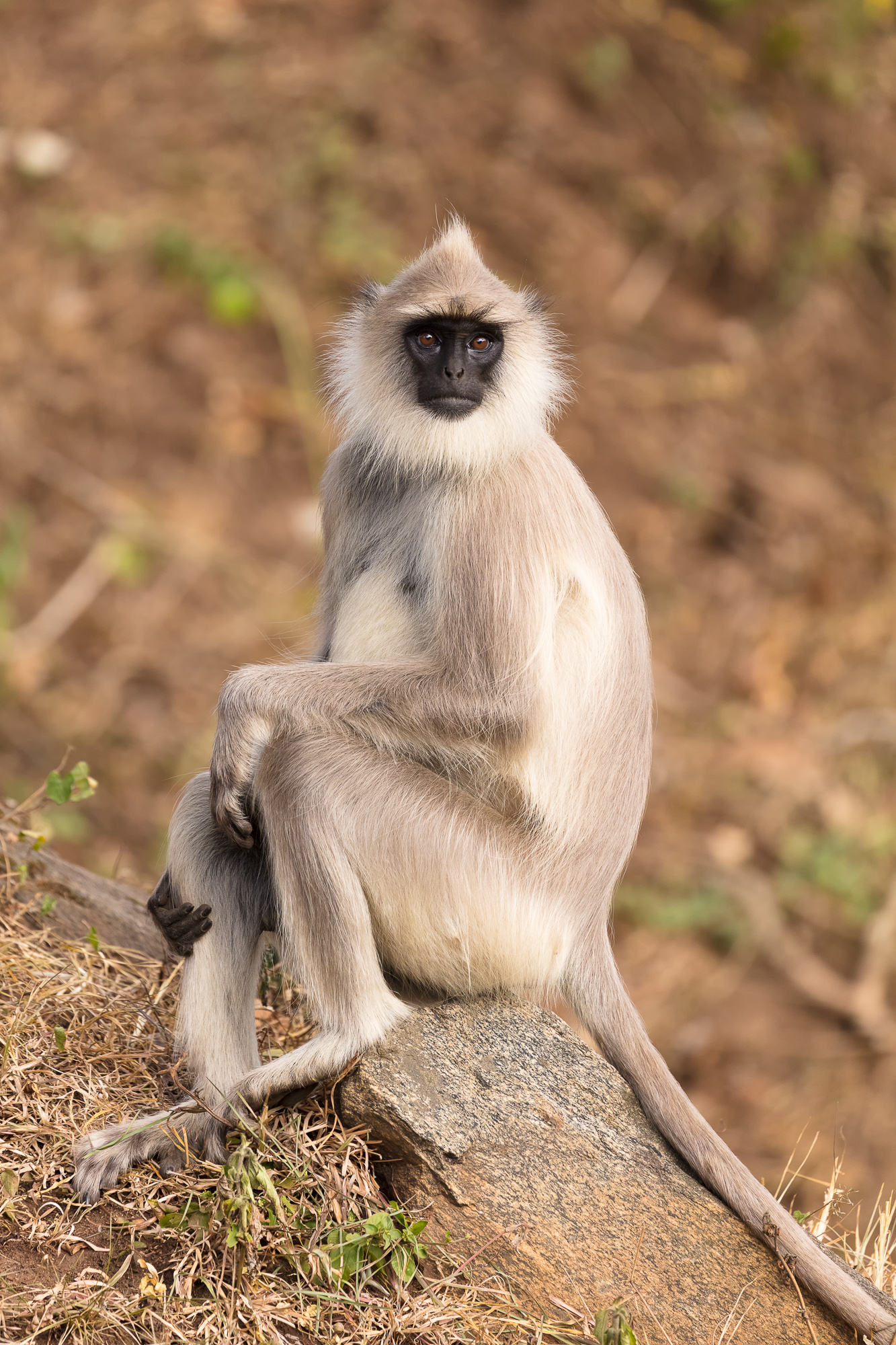 Langur Monkey Secrets: What Chital Deer Know That You Don'T - qaay3gx