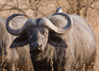 Cape Buffalo | Creatures of the World Wikia | Fandom