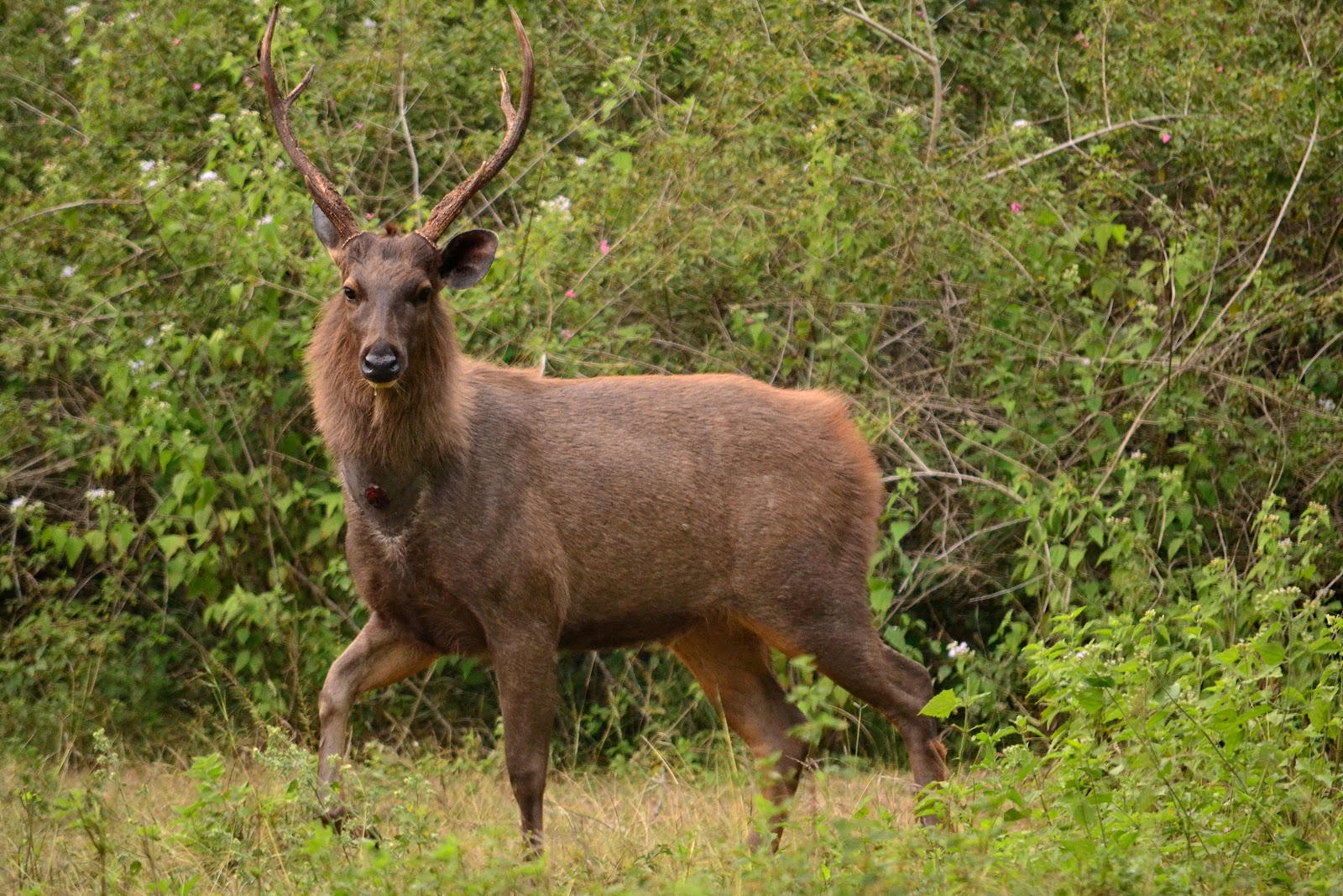 sambar-deer-creatures-of-the-world-wikia-fandom