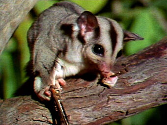 Sugar Glider Creatures Of The World Wikia Fandom