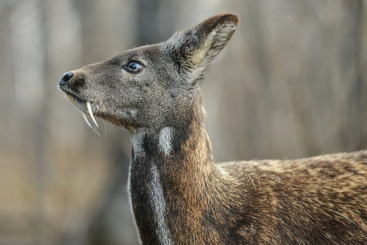 Siberian Musk Deer Creatures of the World Wikia Fandom
