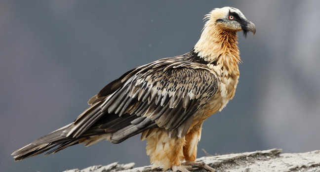 Bearded Vulture | Creatures of the World Wikia | FANDOM powered by Wikia