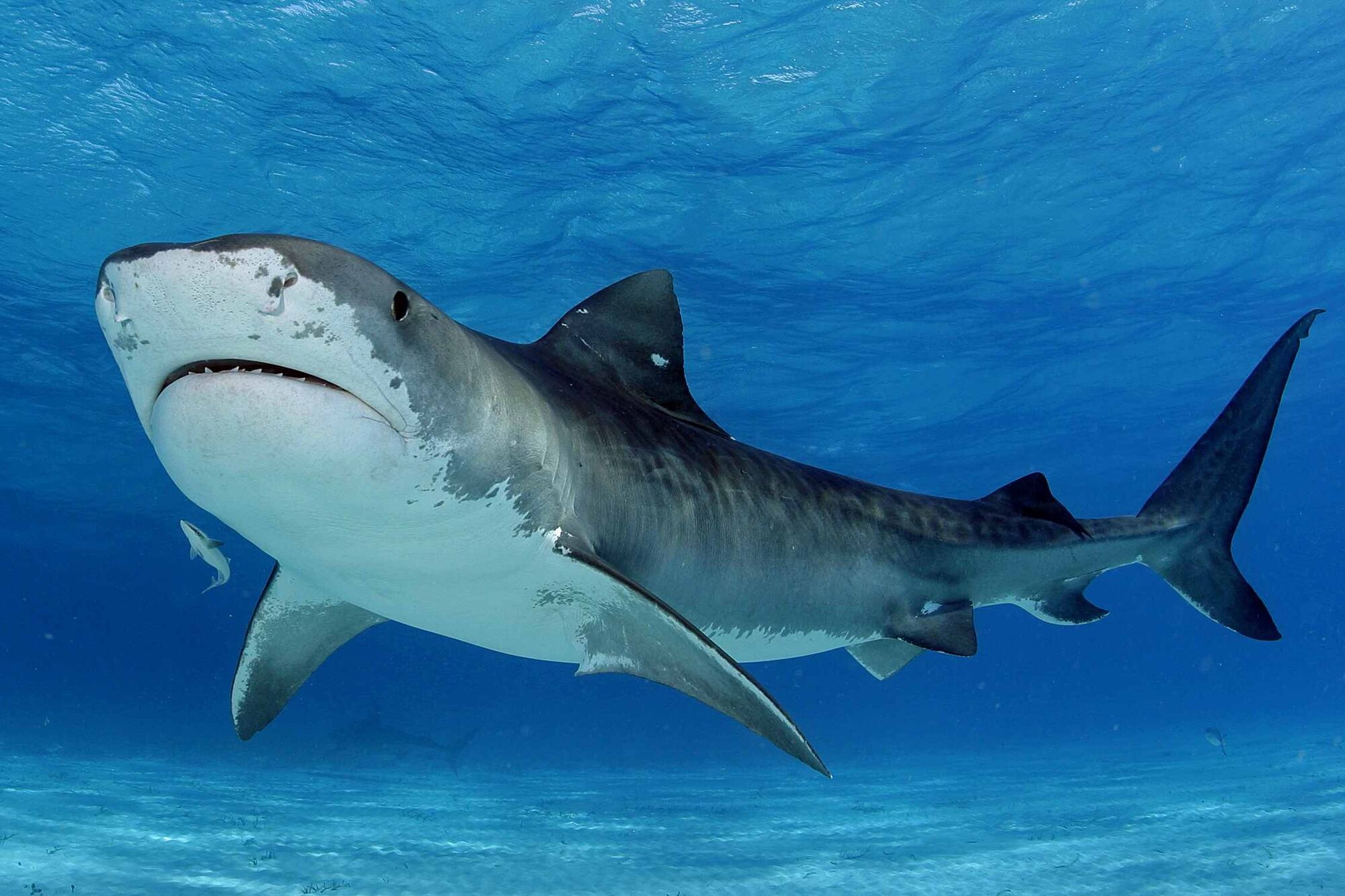 一只巨大的虎鲨水彩画设计免抠PNG素材