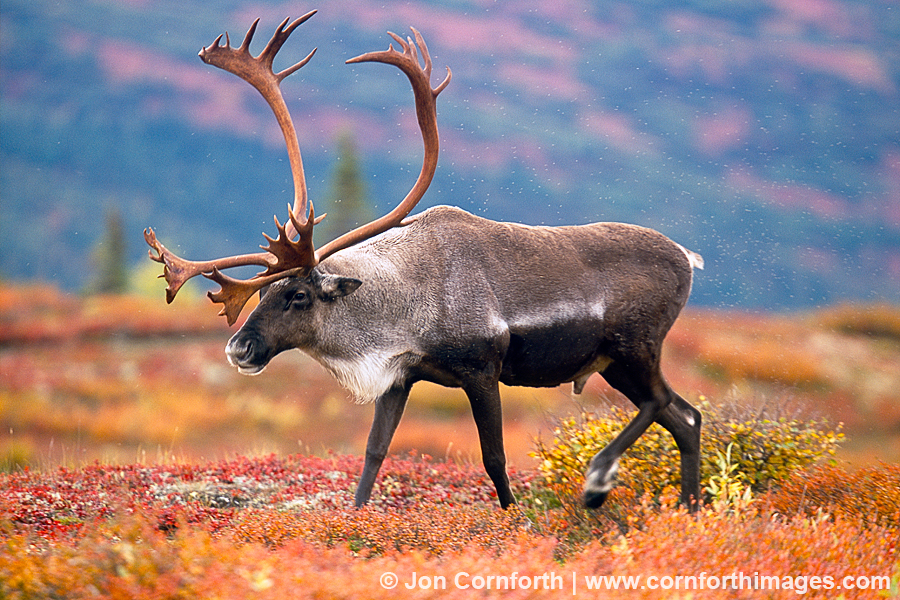 Caribou | Creatures of the World Wikia | FANDOM powered by Wikia