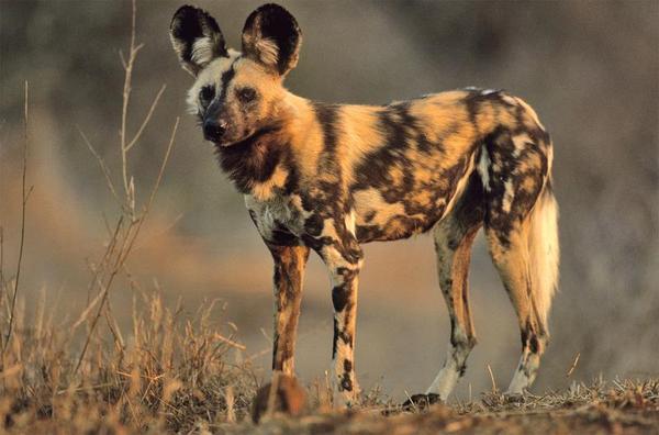 African Wild Dog | Creatures of the World Wikia | FANDOM ...