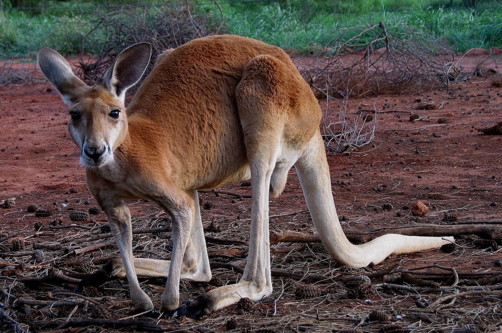 Red Kangaroo Creatures of the World Wikia FANDOM powered by Wikia