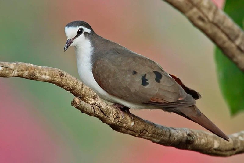 Tambourine Dove Creatures of the World Wikia Fandom