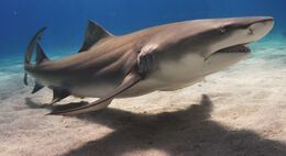 Lemonshark