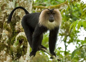 Lion-Tailed Macaque | Creatures of the World Wikia | Fandom