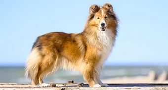 yorkshire shetland sheepdog club