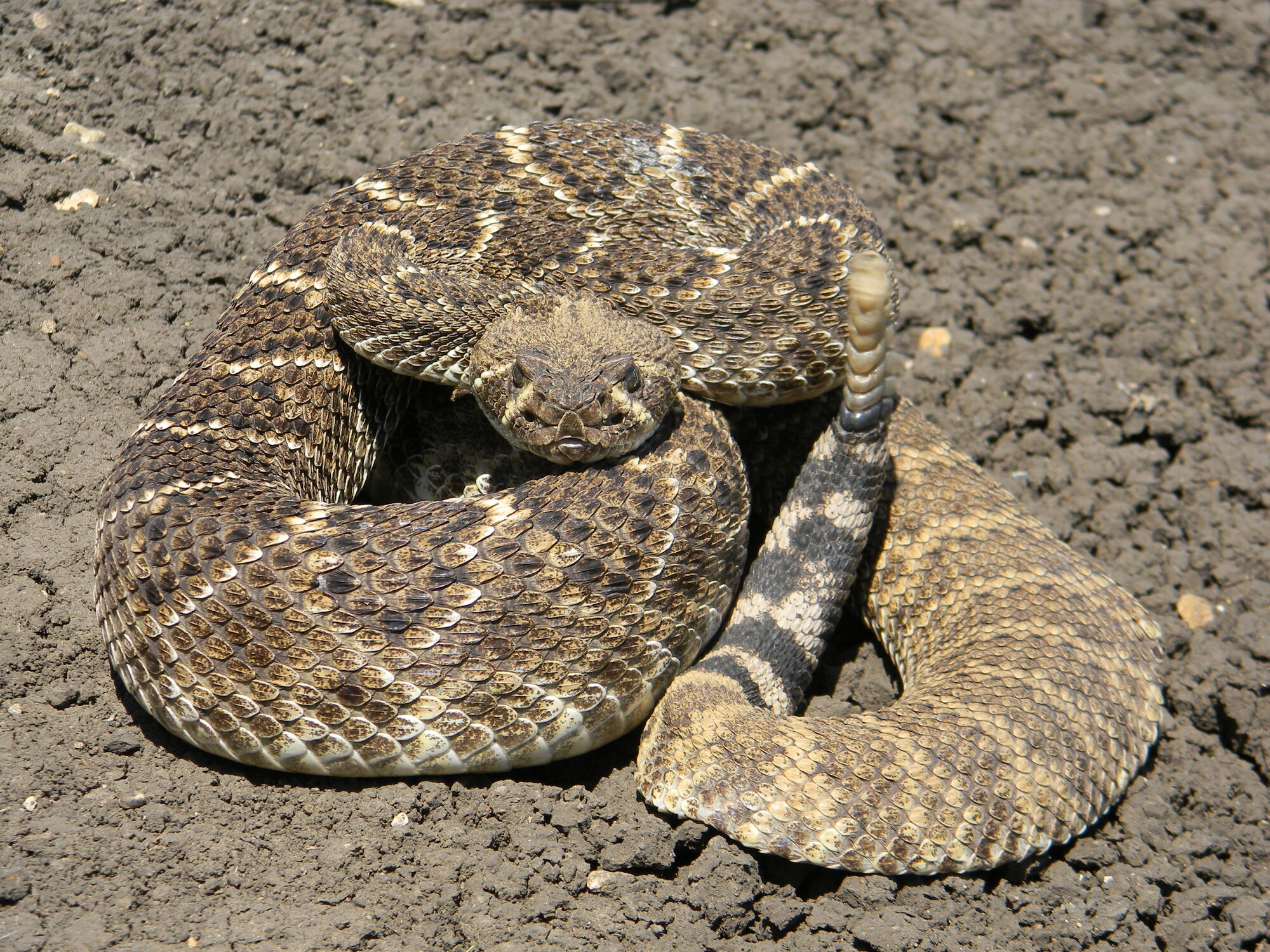 eastern-diamond-backed-rattlesnake-florida-snake-id-guide