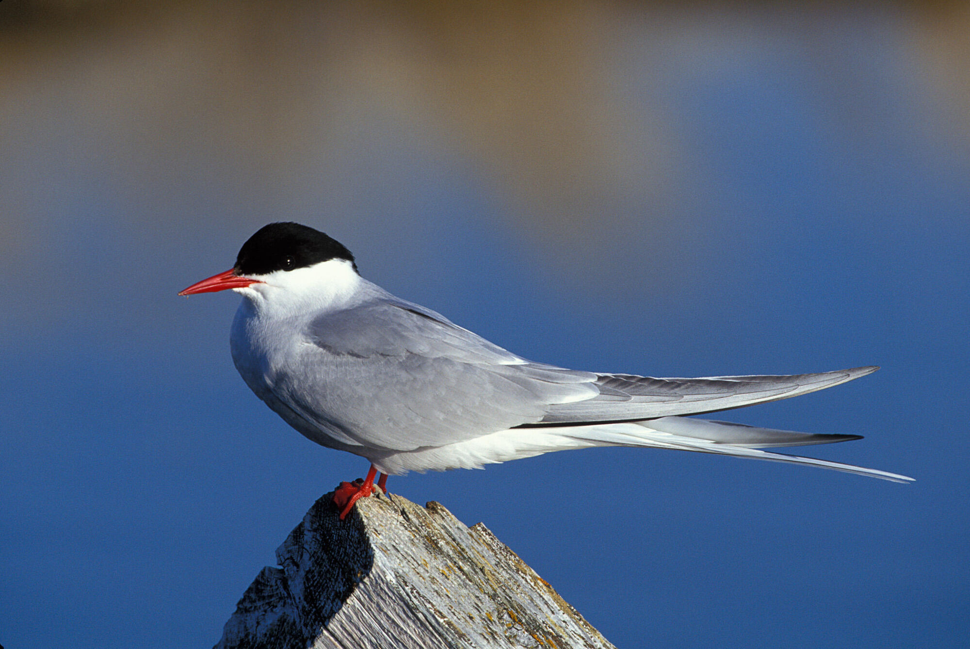 Arctic Tern Creatures Of The World Wikia Fandom Powered