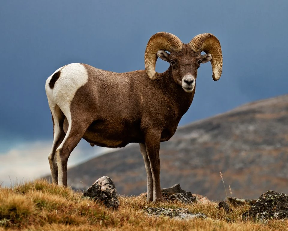 Bighorn Sheep Creatures of the World Wikia FANDOM powered by Wikia
