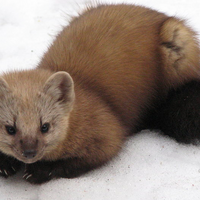 Sable Creatures Of The World Wikia Fandom