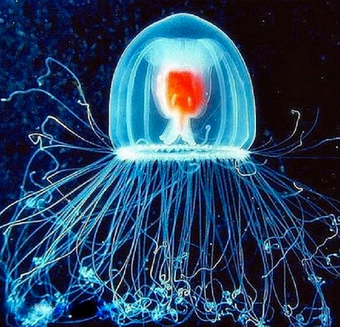 Immortal Jellyfish Creatures Of The World Wikia Fandom