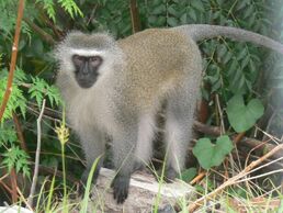 Vervet Monkey