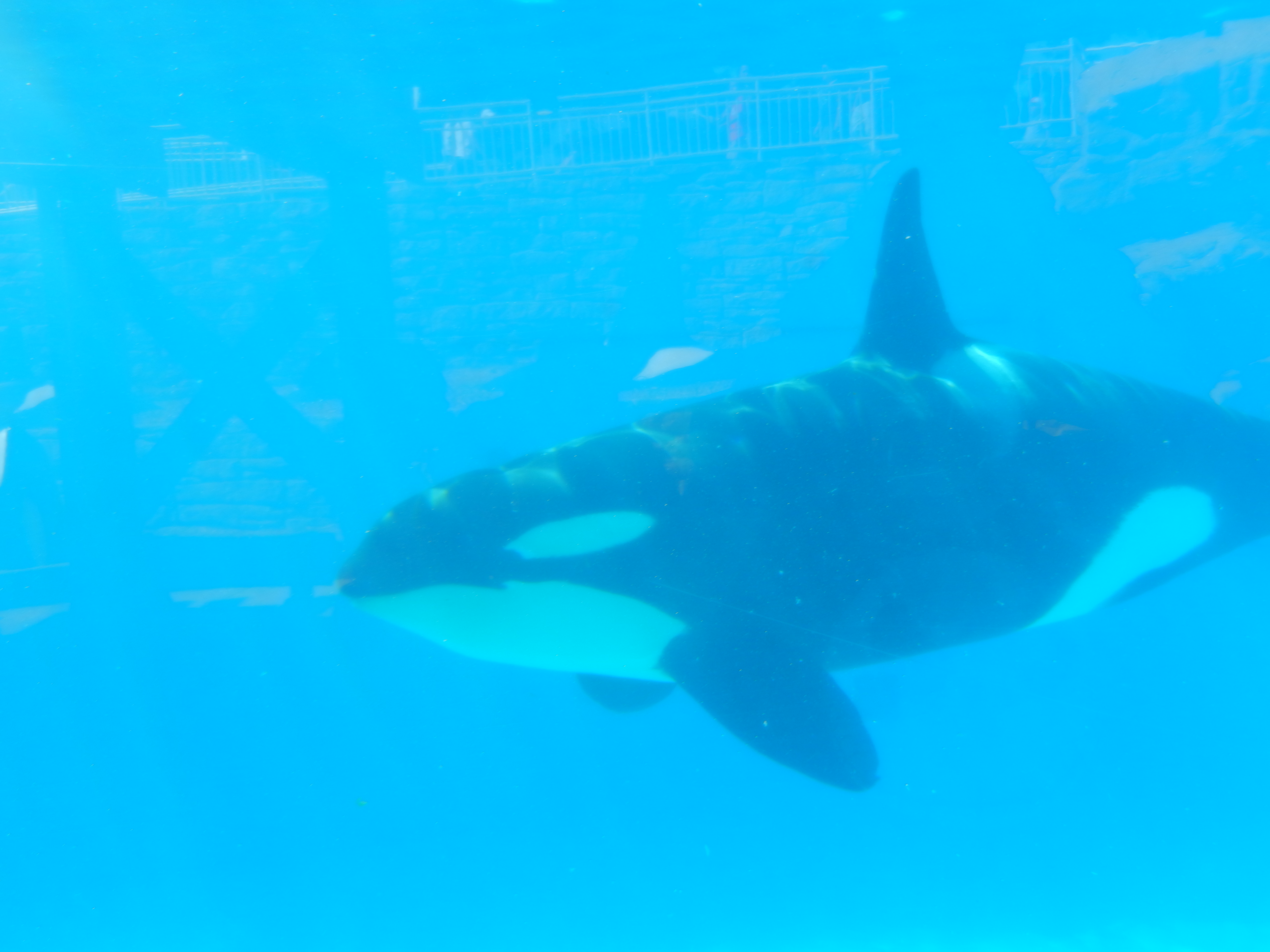 Killer Whale Creatures Of The World Wikia Fandom - killer whales life roblox
