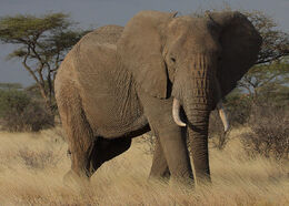 Elephant