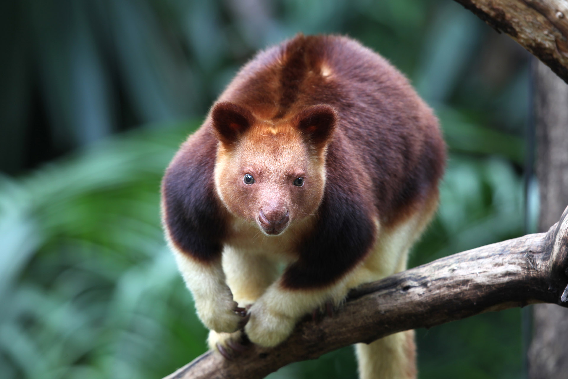 tree-kangaroo-creatures-of-the-world-wikia-fandom-powered-by-wikia