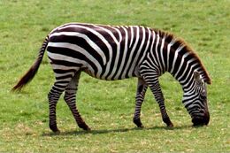 Zebra b