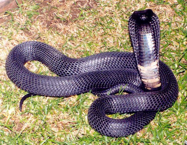 BlackNecked Spitting Cobra Creatures Of The World Wikia F