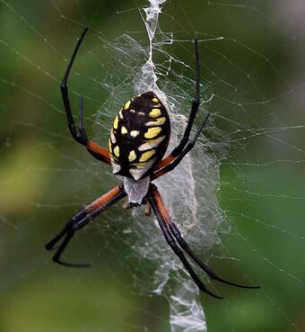 Orb Weaver Spider Creatures Of The World Wikia Fandom