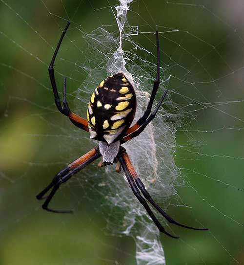 spyder orb