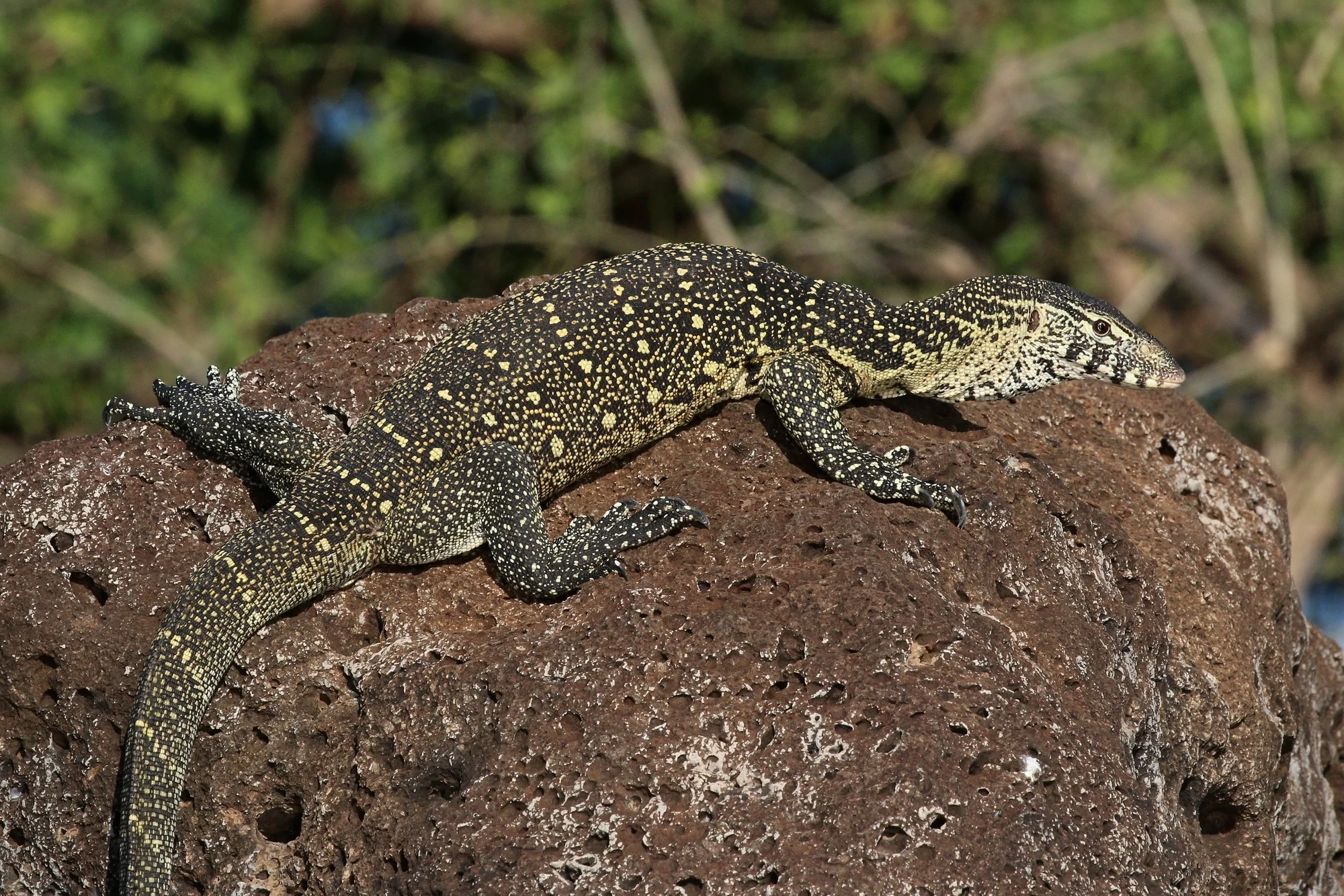 Nile Monitor Creatures of the World Wikia Fandom