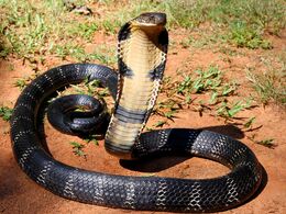 Image 1595 1e-King-cobra