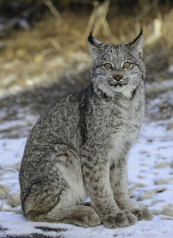 Canada Lynx Creatures Of The World Wikia Fandom