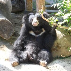 Sloth Bear Creatures Of The World Wikia Fandom