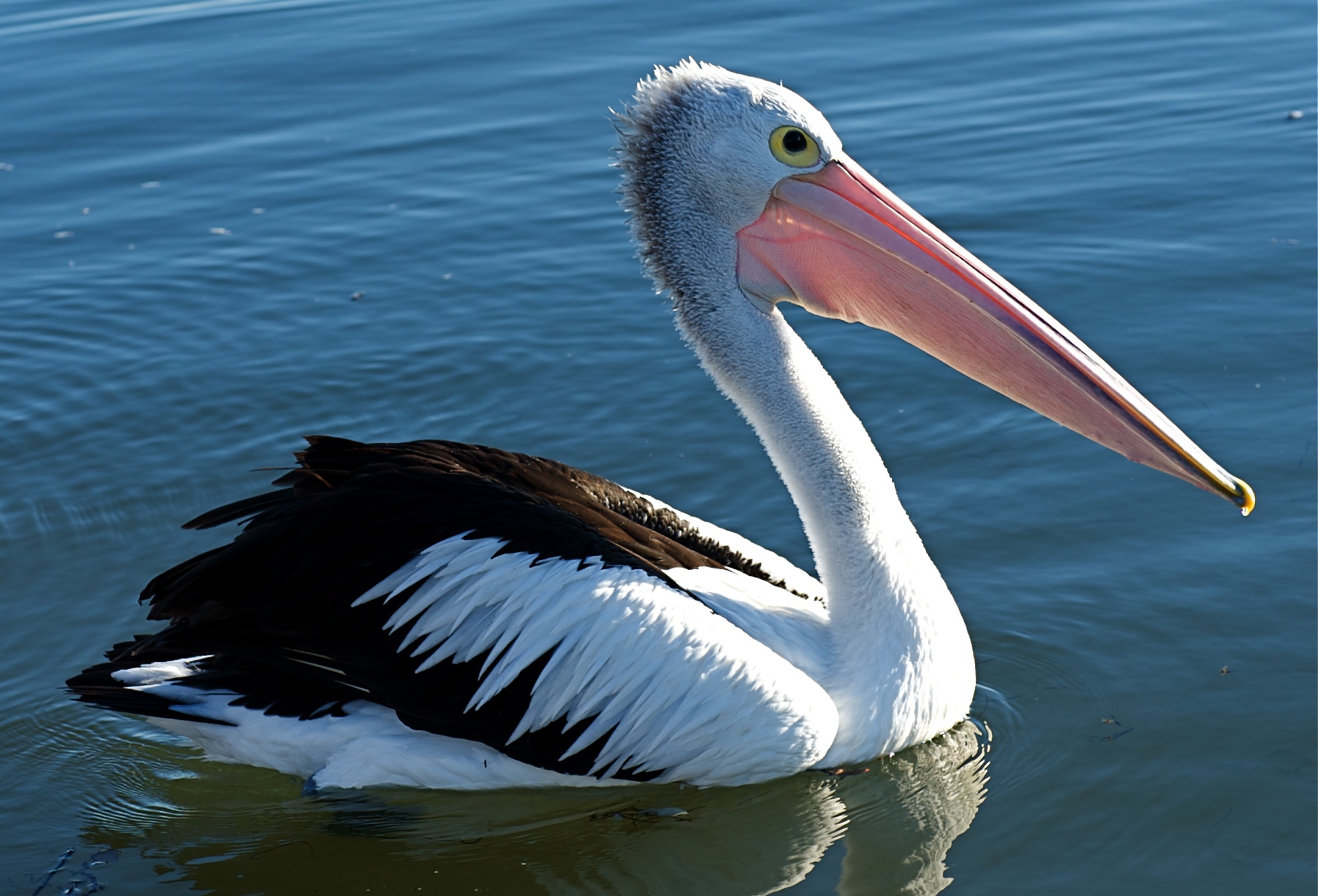 Australian Pelican				Fan Feed