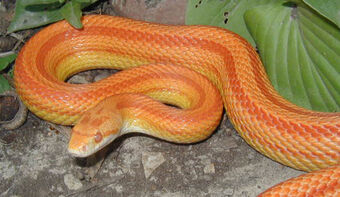 Corn Snake Creatures Of The World Wikia Fandom