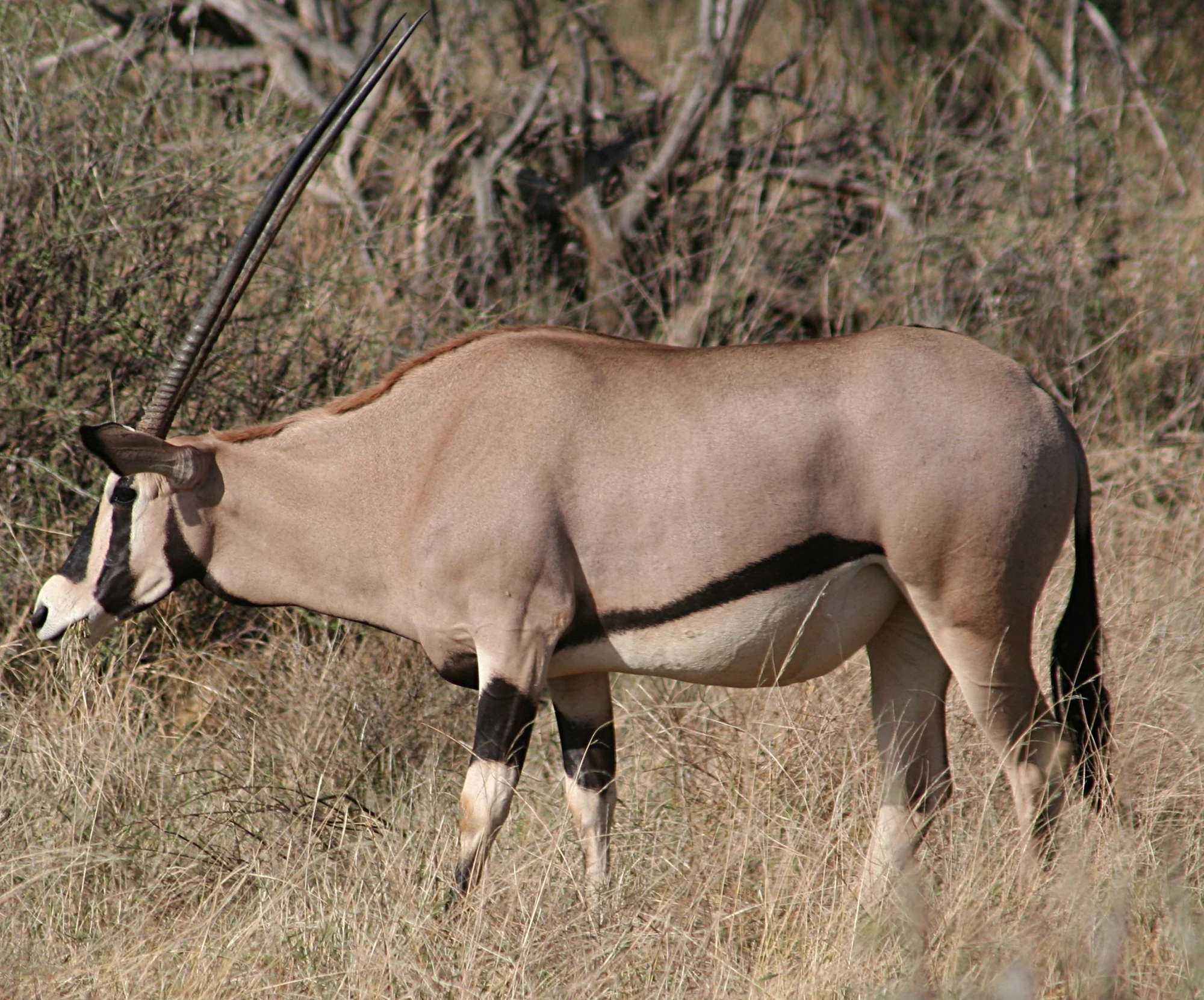 East African Oryx | Creatures of the World Wikia | Fandom