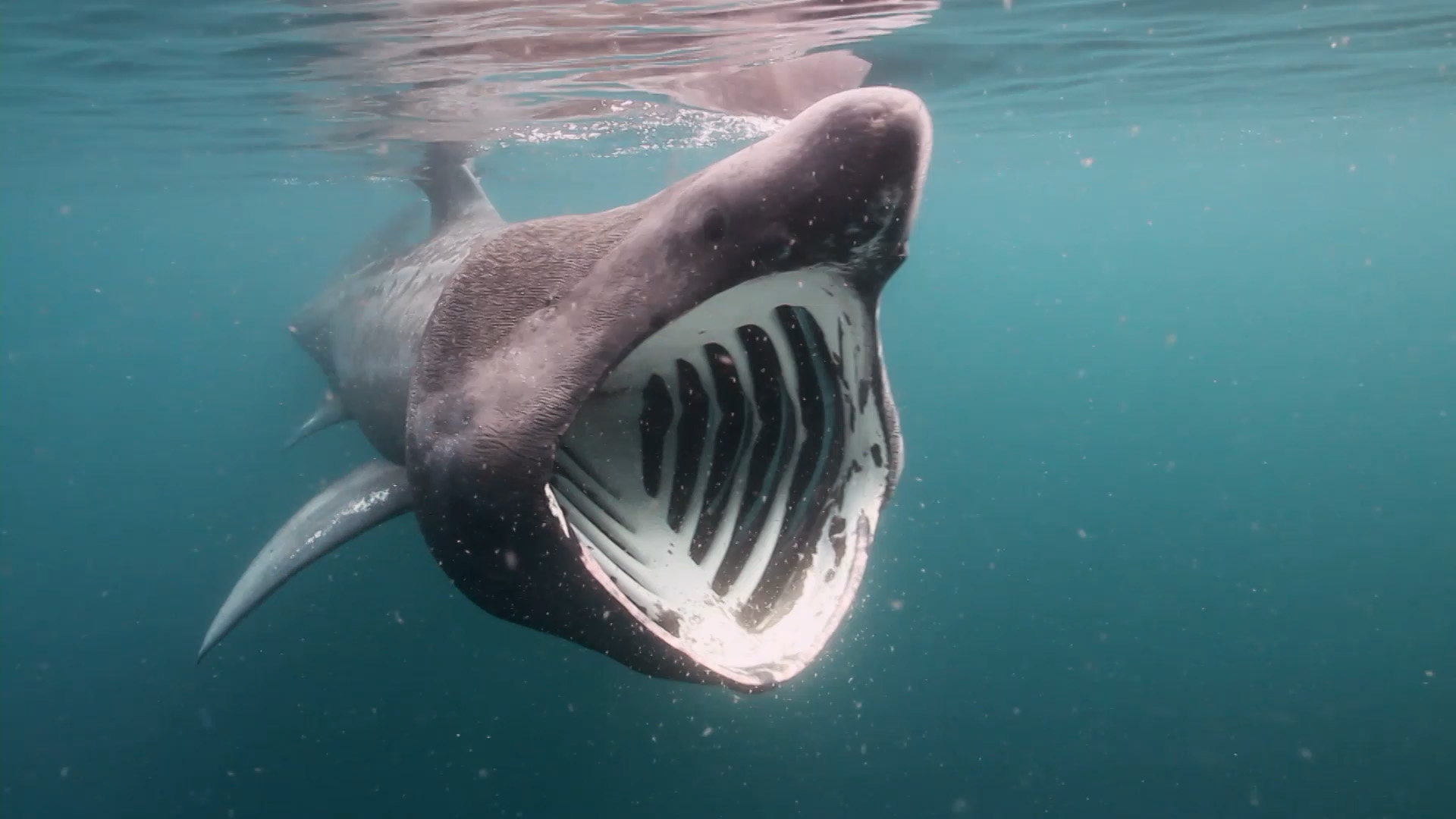 Basking Shark | Creatures of the World Wikia | FANDOM powered by Wikia