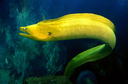 Animals-greenmorayeel-slide1-web