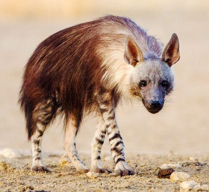 Brown Hyena | Creatures of the World Wikia | Fandom