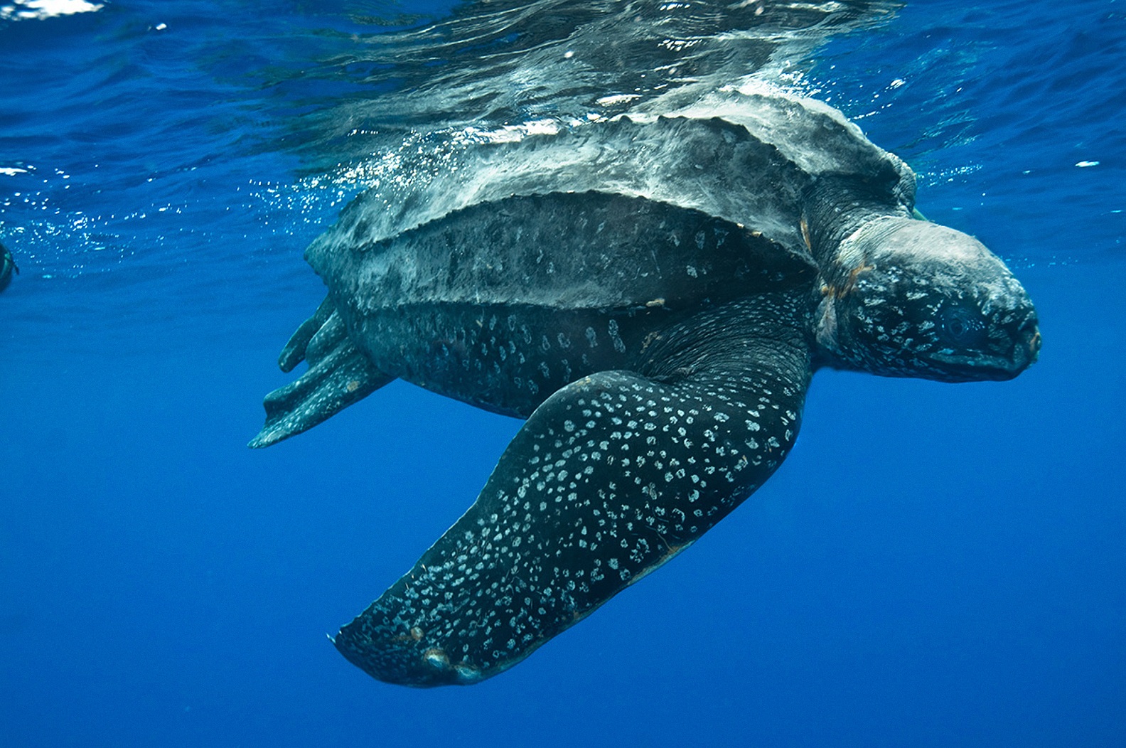 Leatherback Sea Turtle Creatures of the World Wikia FANDOM powered