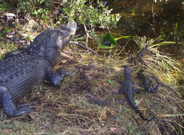 Crocnest