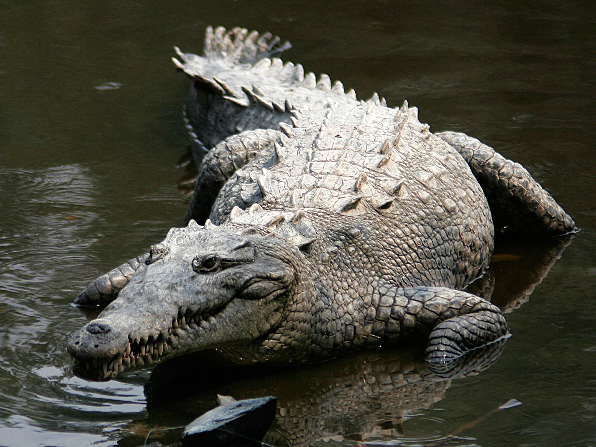 American Crocodile | Creatures of the World Wikia | Fandom